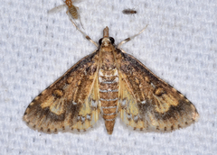 Niphograpta albiguttalis