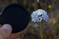 Gilia