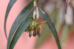 Epidendrum rosilloi