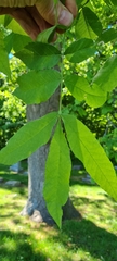 Carya cordiformis
