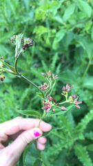 Vincetoxicum rossicum