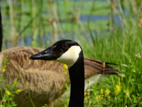 Canada Goose photographed in Ohio