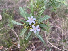 Philotheca myoporoides