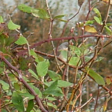 Curruca subalpina