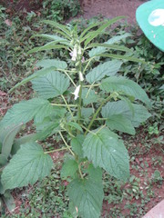 Sesamum indicum