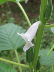 Sesamum indicum