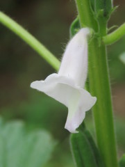 Sesamum indicum
