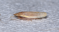 Draeculacephala septemguttata