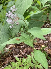 Asclepias quadrifolia