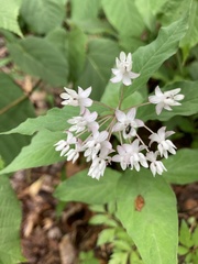 Asclepias quadrifolia