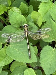 Arigomphus