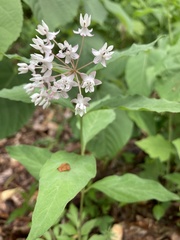 Asclepias quadrifolia
