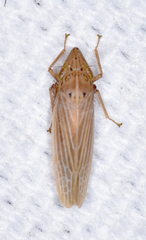 Draeculacephala septemguttata