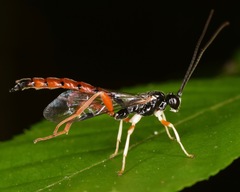 Dolichomitus irritator