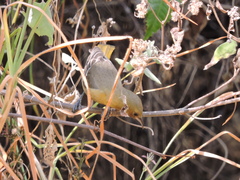 Icterus bullockii