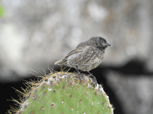 Genovesa Ground Finch (Geospiza acutirostris), photo 6