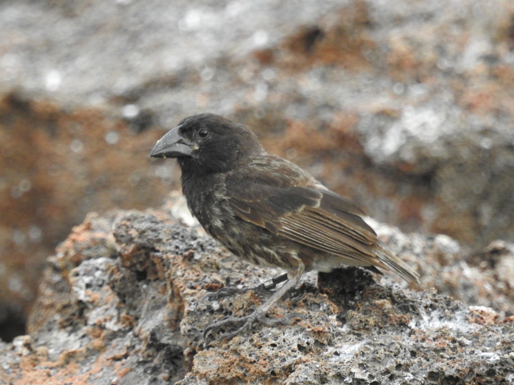 Genovesa Cactus-Finch