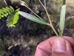 Acacia neriifolia