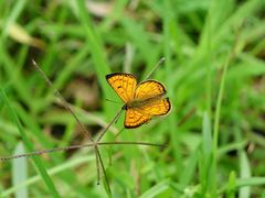 Lycaena edna