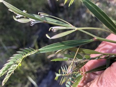 Acacia neriifolia