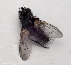 Periscepsia spathulata