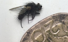 Periscepsia spathulata