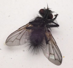 Periscepsia spathulata