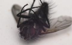 Periscepsia spathulata