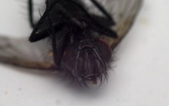 Periscepsia spathulata