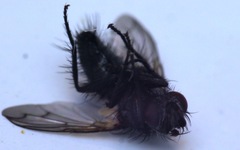 Periscepsia spathulata