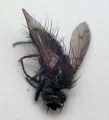 Periscepsia spathulata