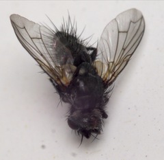 Periscepsia spathulata