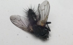 Periscepsia spathulata