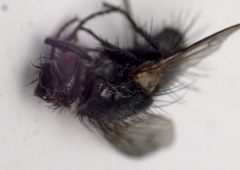 Periscepsia spathulata