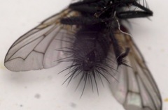 Periscepsia spathulata