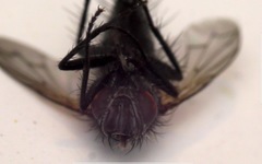 Periscepsia spathulata