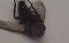 Periscepsia spathulata