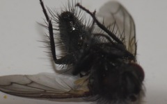 Periscepsia spathulata