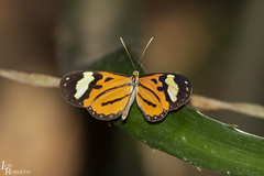 Hypothyris euclea laphria