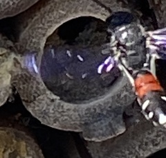 Sapyga quinquepunctata