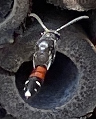 Sapyga quinquepunctata