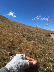 Nassella inconspicua