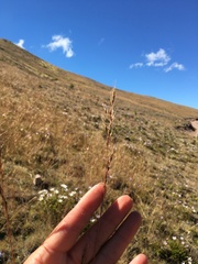 Nassella inconspicua