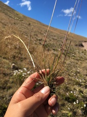 Nassella inconspicua