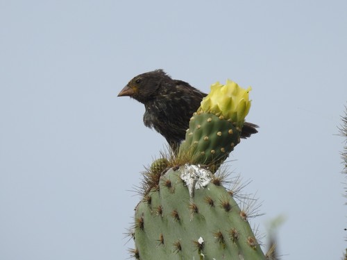 Genovesa Ground Finch (Geospiza acutirostris), photo 7