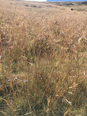 Nassella inconspicua