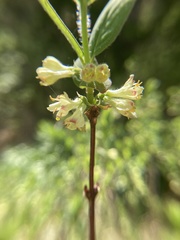 Lonicera caerulea cauriana