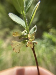 Lonicera caerulea cauriana