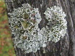 Imshaugia placorodia