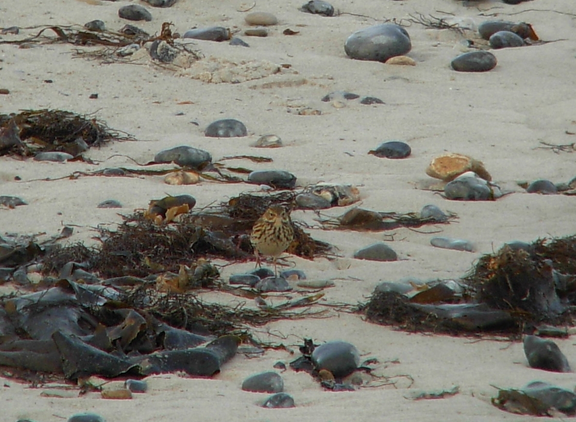 Meadow Pipit